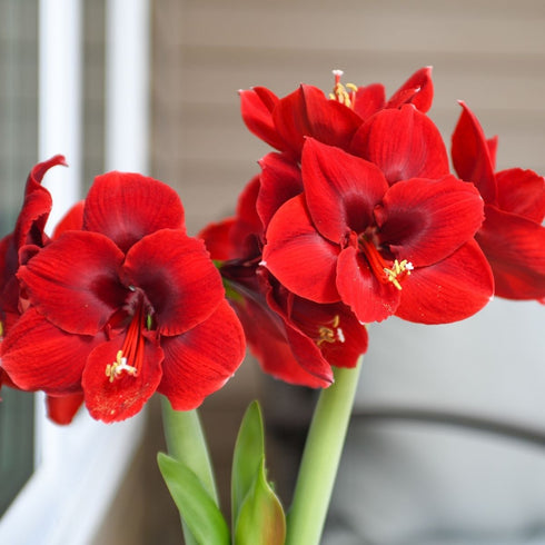 Amaryllis