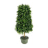 White Berry Boxwood Topiary